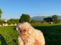 Bal Köpüğü ve Süt Beyazı Yavru Köpekler