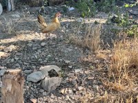 1 Adet ispenç 1 adet cüce tavuk