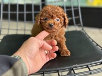 Tea cup kore poodle yavrular petmode den