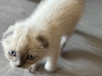 Scottish fold blue point