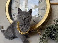 British Shorthair Safkan Yavru