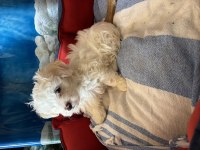 Maltese Bebeğimiz