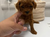 Red Brown Toy Poodle Yavrular