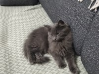 3 aylık erkek british longhair