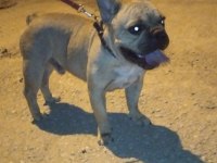 Köpeğimiz Mario yuva arıyor