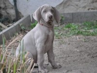Atatürkün sahiplendiği cins Weimaraner