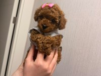 Red Brown Toy Poodle Yavrular Ev Ortamında Büyümüş