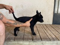 Siyah Erkek Malinois yavru 60 günlük