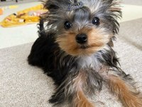 Evinizin neşesi yorkshire terrier