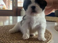 YAVRU SHİH TZU