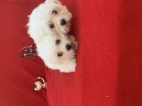 MALTESE TERRİER