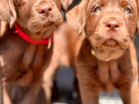 Birinci Sınıf Safkan Labrador Retriever Yavrular