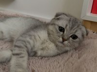 Güzeller güzeli dişi kedilerim yeni ailesini arıyor