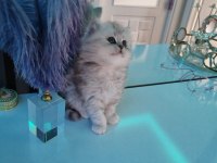 British longhair kedilerim sahipleri bekliyor