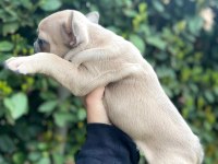 French buldog dişi