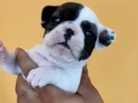 Fransız Bulldog Yavrular İzmirden