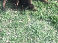 Malinois Kaliteli Tesadüf Değildir