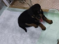 Yavru Rottweiler