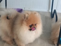 Pomeranian boo köpeği