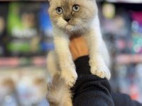 KEDİMİZİN GÜNÜ GELEN AŞILARI YAPILDI KUM ALIŞKANLIĞI VAR