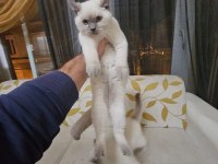 Scottish fold