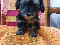 Orta boy Sağlıklı Cana yakın Duygusal yorkie yavruları