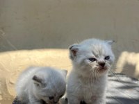 MÜKEMMEL BLUEPOİNT YAVRU KEDİLER