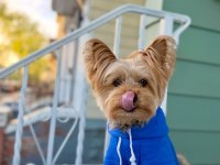 Evinizin maskotu olacak köpeğimiz