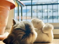 3 YAŞINDA KISIRLAŞTIRILMIŞ DİŞİ ÇİPLİ KIRMA KEDİMİZ