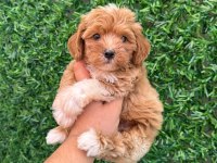 Irk Ve Sağlık Garantili Maltipoo