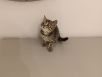 British shorthair 20 temmuz doğumlu
