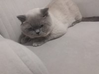 8 aylık Erkek British Shorthair