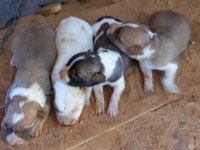 ANNE BABA KÜÇÜK IRK FİNO KÖPEĞİ YAVRULARI