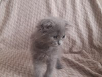 Birinci Kalite Blue Point Scottish Fold Yavrular