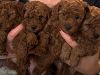 Toy Poodle Mükemmel Güzellikteki Yavrularımız