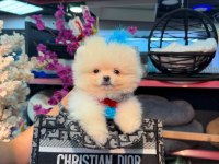 Pomeranian Boo Yavrular