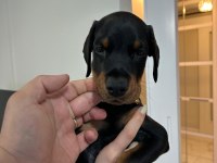 A şecereli şampiyon kan hattından son dişi doberman