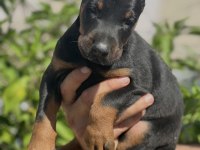 Safkan doberman yavrular