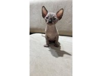 SAFKAN KANADA SFENKS YAVRULARI