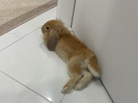 Hollanda lop tavşan