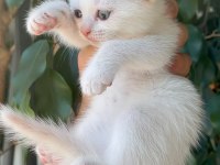 Kar beyaz scottish fold pamuklar teslime hazır