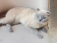 Erkek 1 Yaşında Scottish Fold