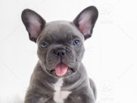 Blue gri mavi gözlü Fransızbulldog Orjinal saf garantili