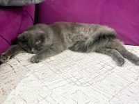 1 yaşında gayet sağlıklı aşıları tam scottish fold
