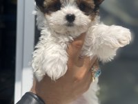 Show kalite tea cup morkie yavrular ziyarete açık