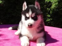HUSKY SİBİRYA YAVRULARI