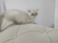 British shorthair 6 aylık