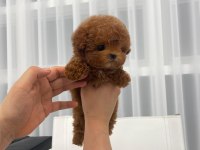 SEVGI DOLU TOY POODLE YAVRULARIM