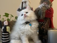 Erkek British Longhair Beyaz