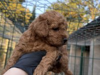 Red Brown Toy Poodle